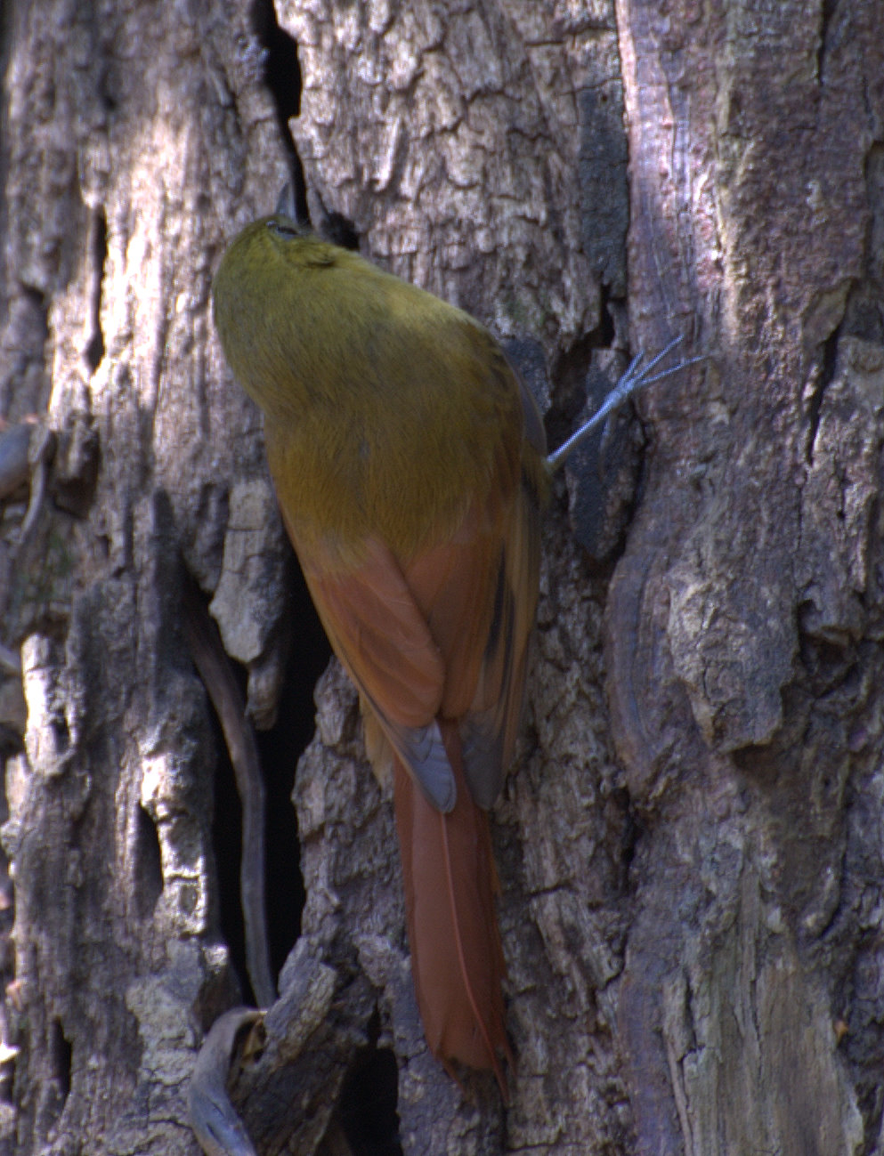 Olivaceous Woodcreeper wallpaper