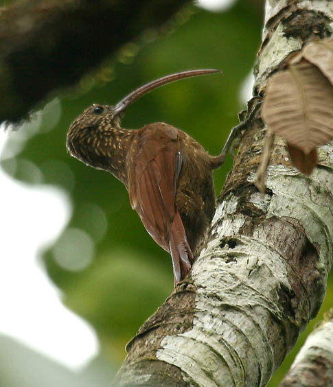 Red-billed Scythebill wallpaper