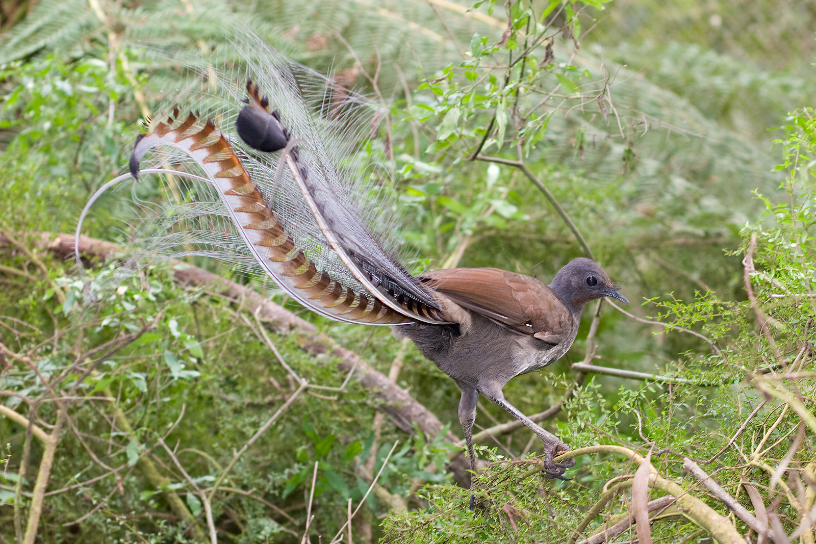 Superb Lyrebird wallpaper