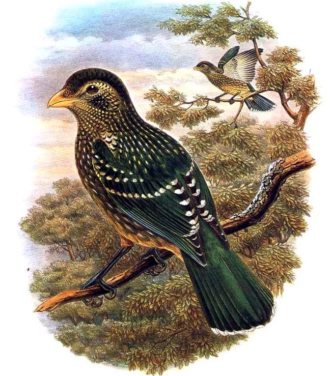Green Catbird wallpaper