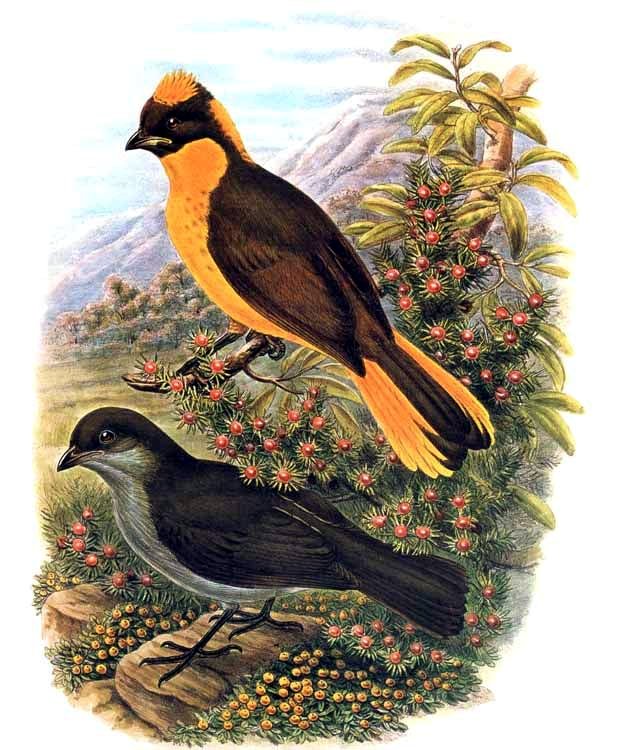 Golden Bowerbird wallpaper