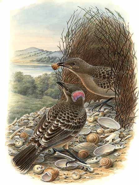 Great Bowerbird wallpaper