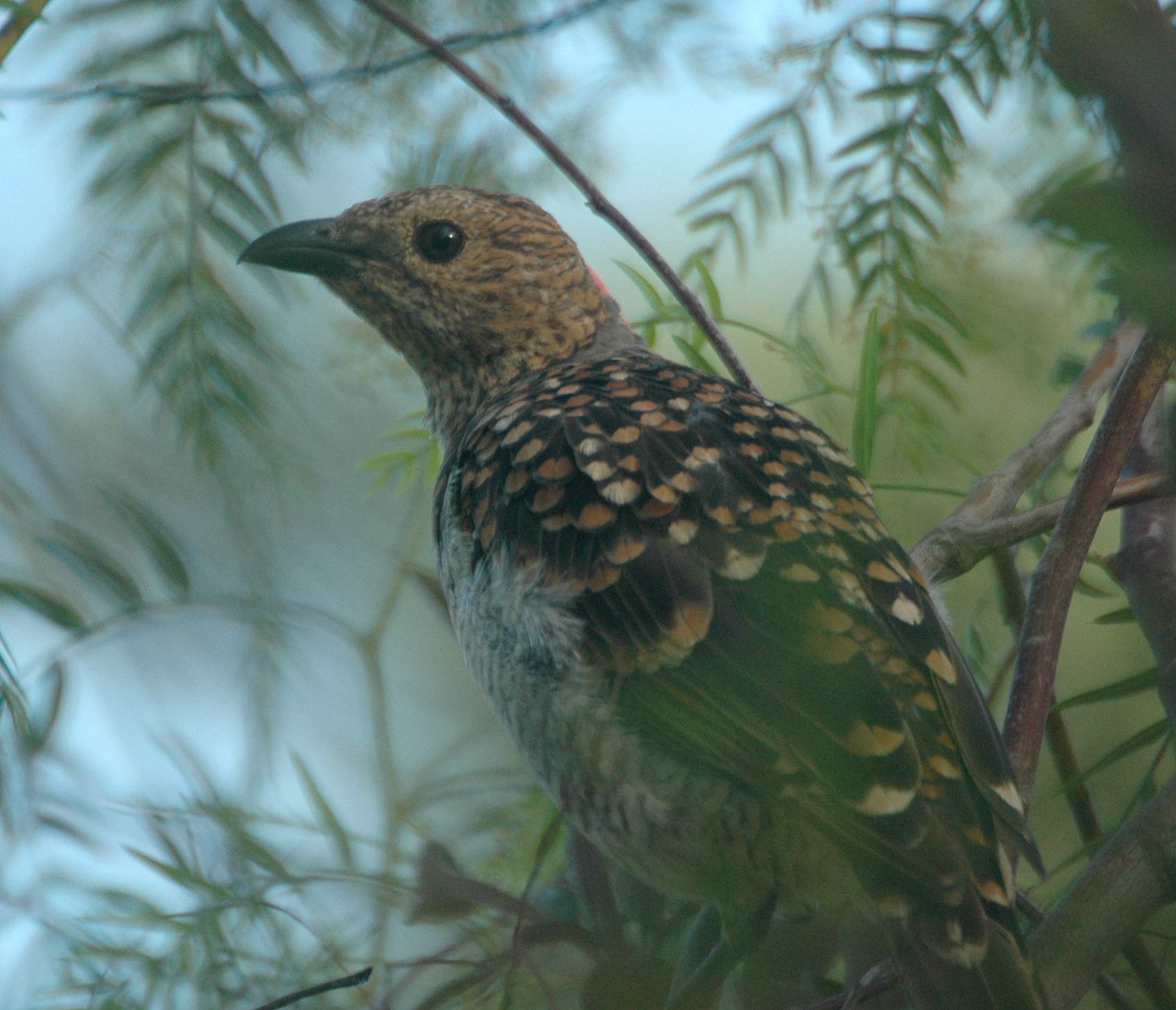 Spotted Bowerbird wallpaper