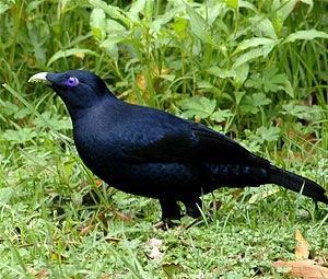 Satin Bowerbird wallpaper