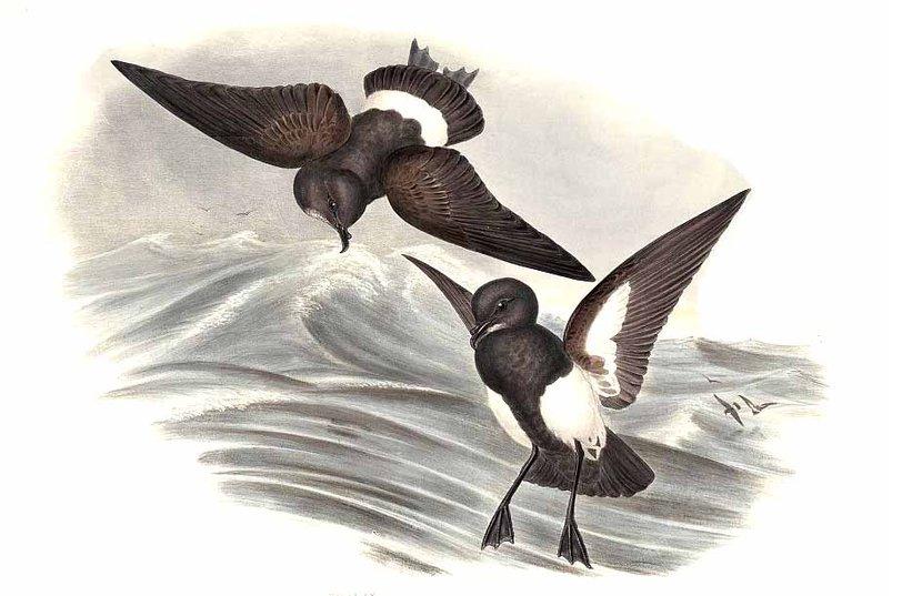 Black-bellied Storm Petrel wallpaper