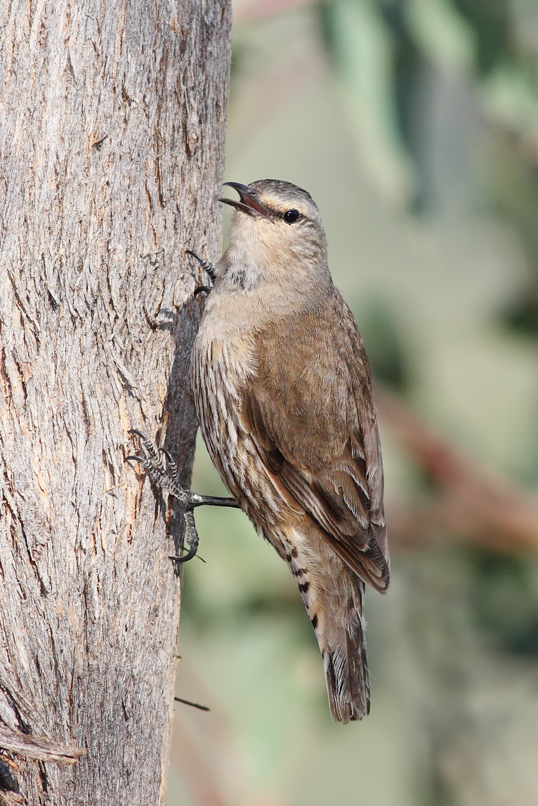 Brown Treecreeper wallpaper