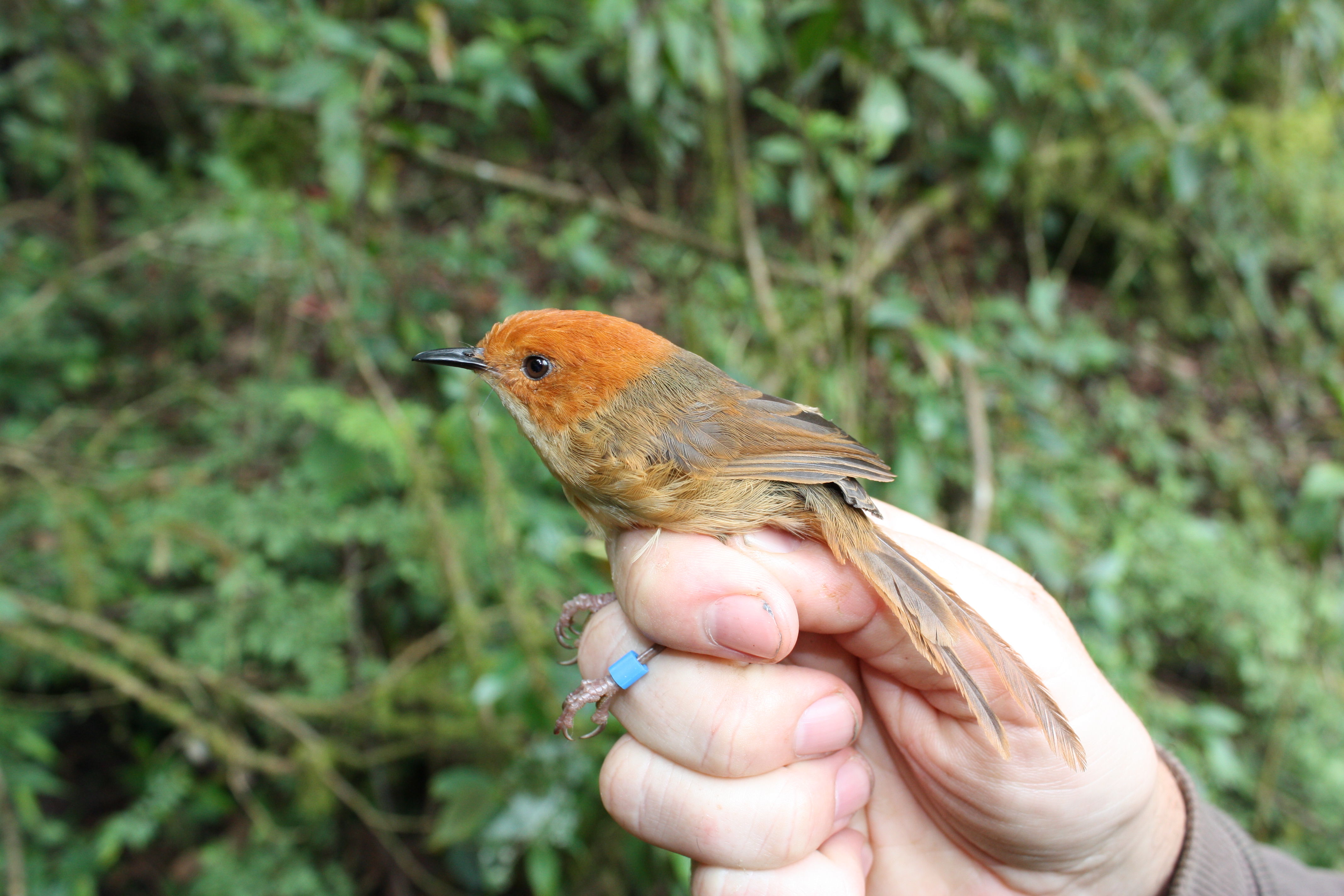 Orange-crowned Fairy-wren wallpaper