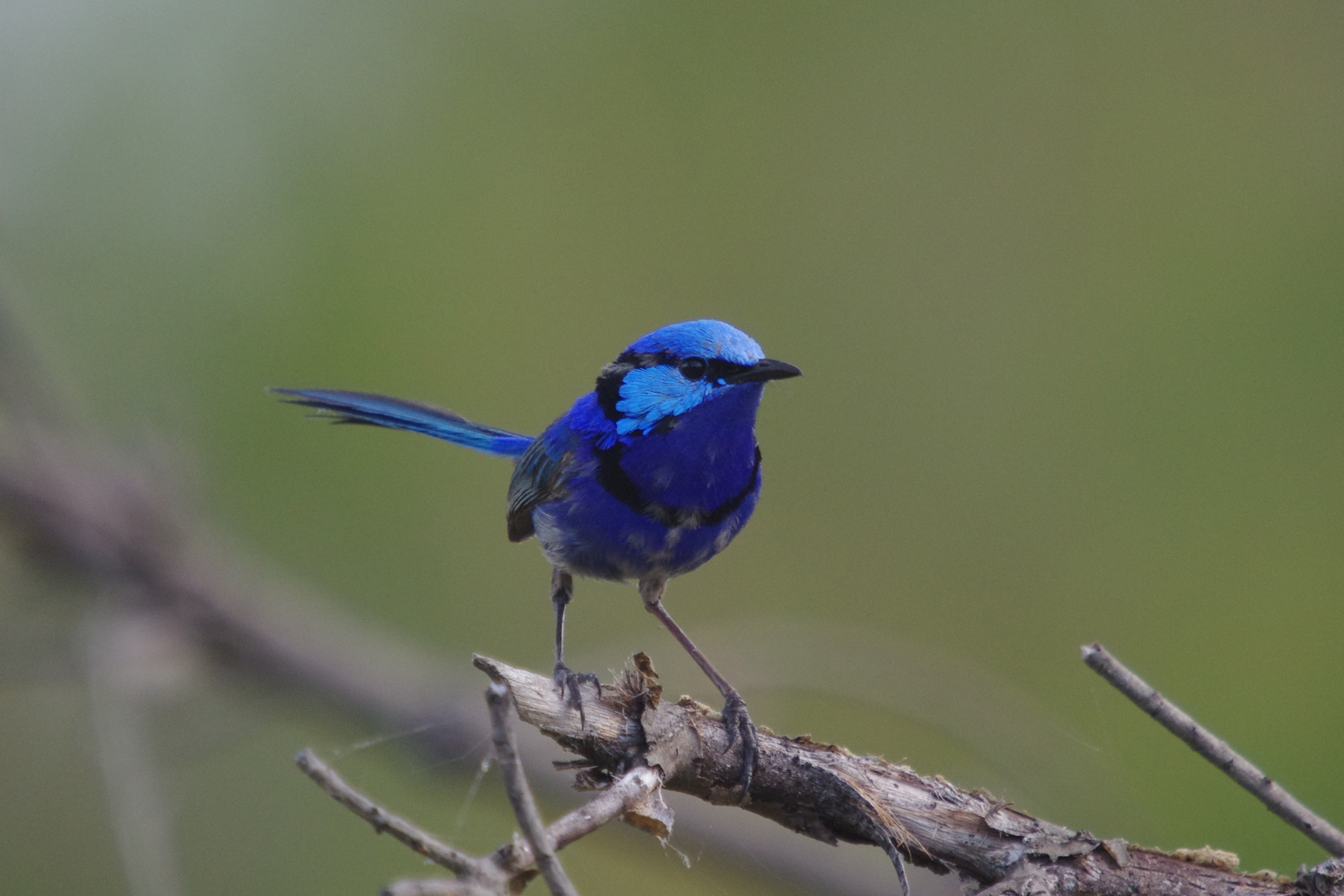 Splendid Fairy-wren wallpaper