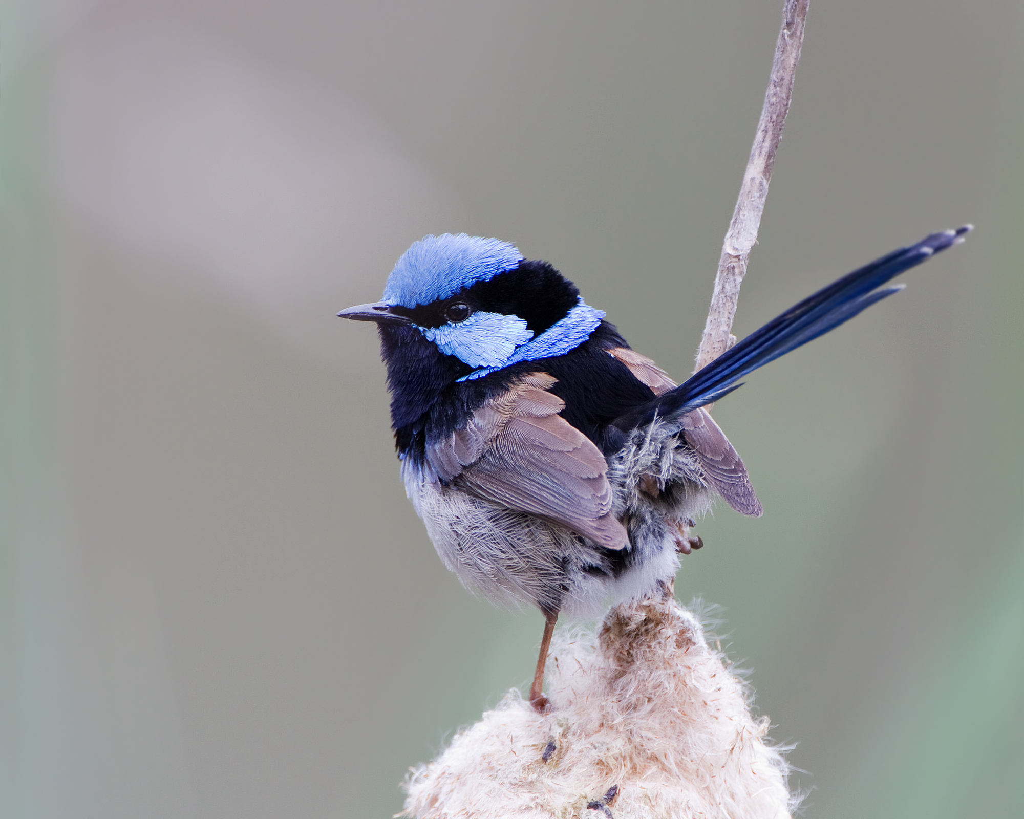 Superb Fairy-wren wallpaper