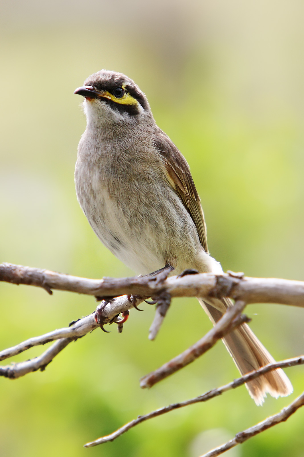 Yellow-faced Honeyeater wallpaper