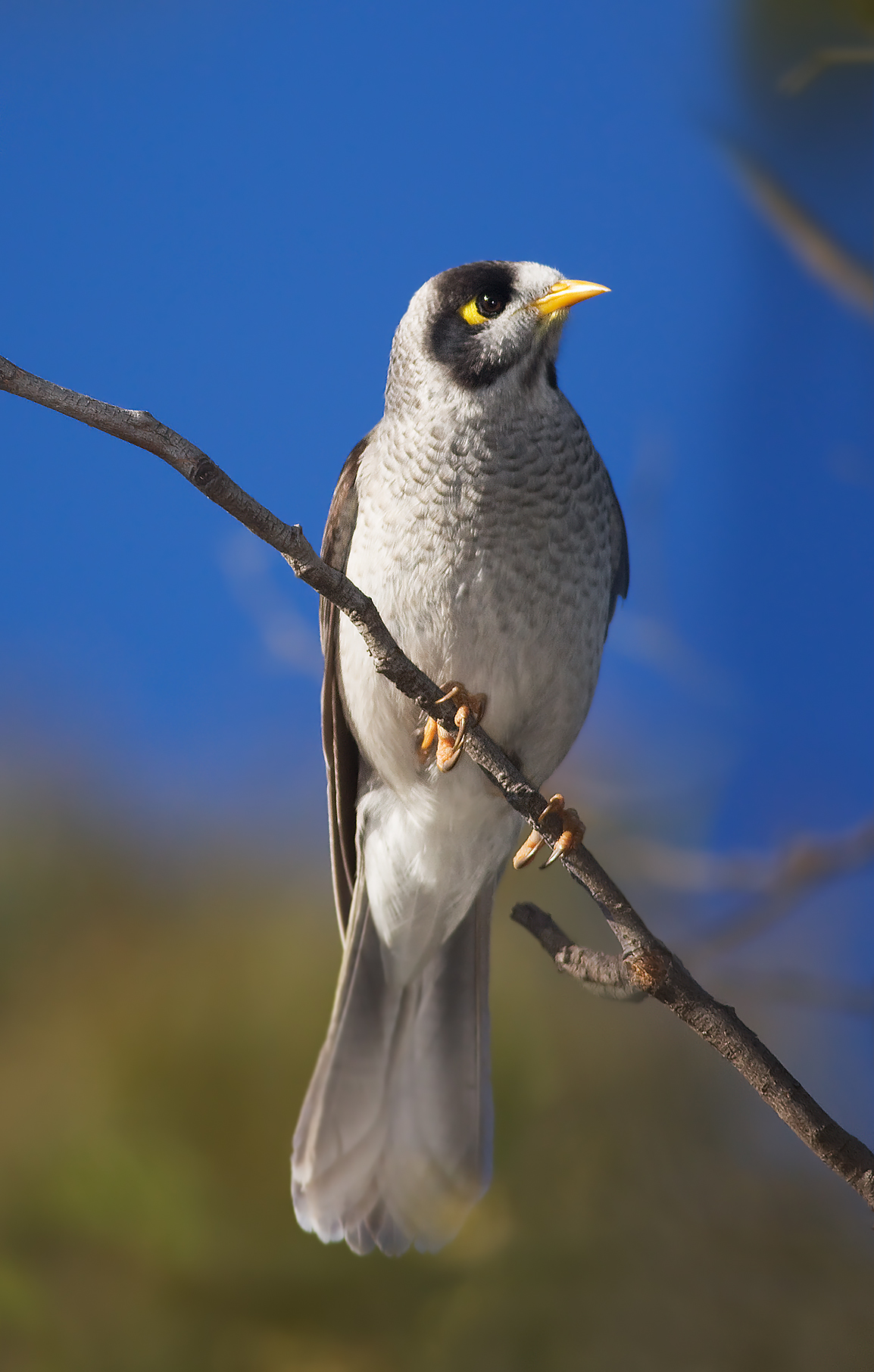 Noisy Miner wallpaper