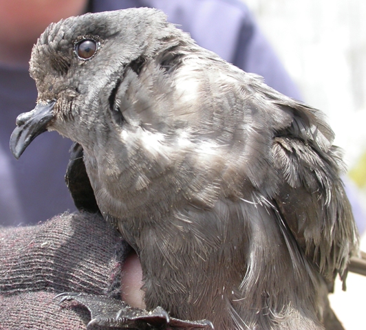 Ashy Storm Petrel wallpaper