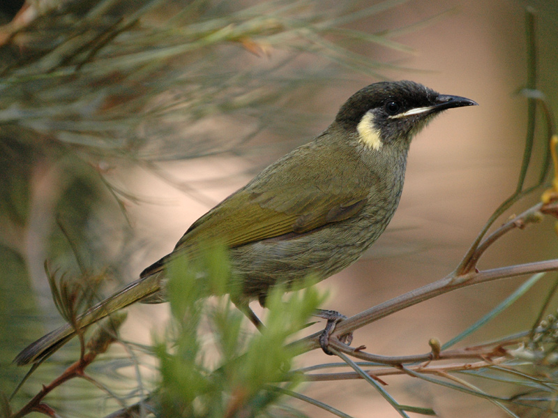 Lewin's Honeyeater wallpaper