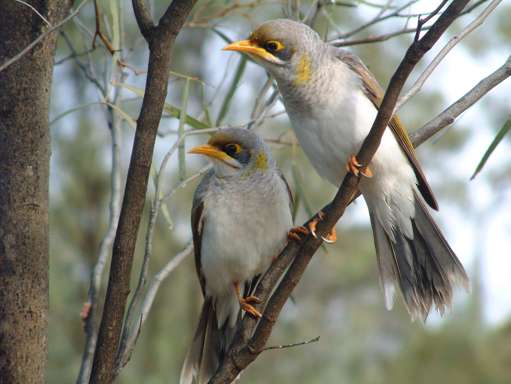 Yellow-throated Miner wallpaper