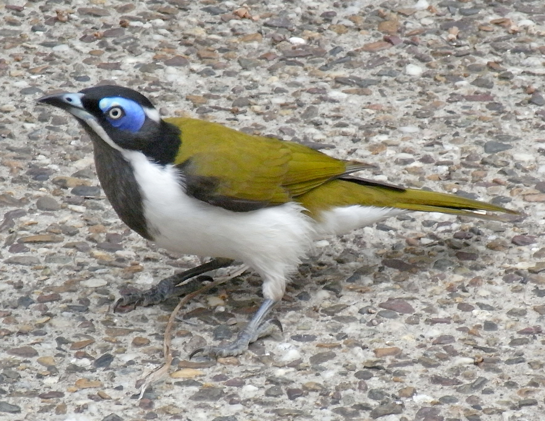 Blue-faced Honeyeater wallpaper