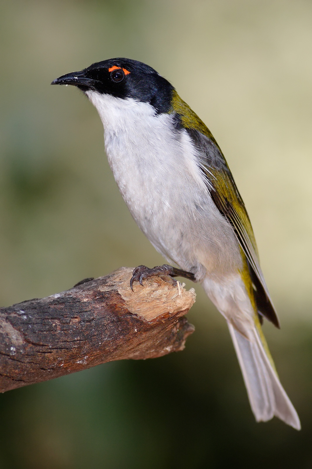 White-naped Honeyeater wallpaper