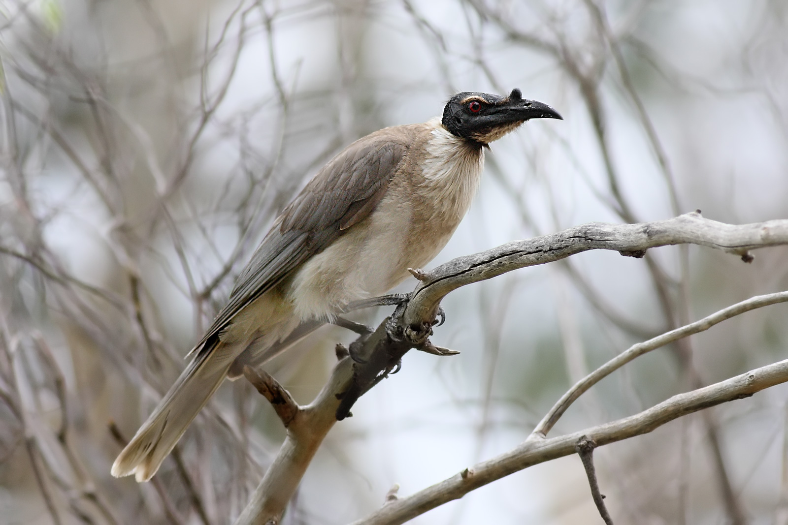 Noisy Friarbird wallpaper