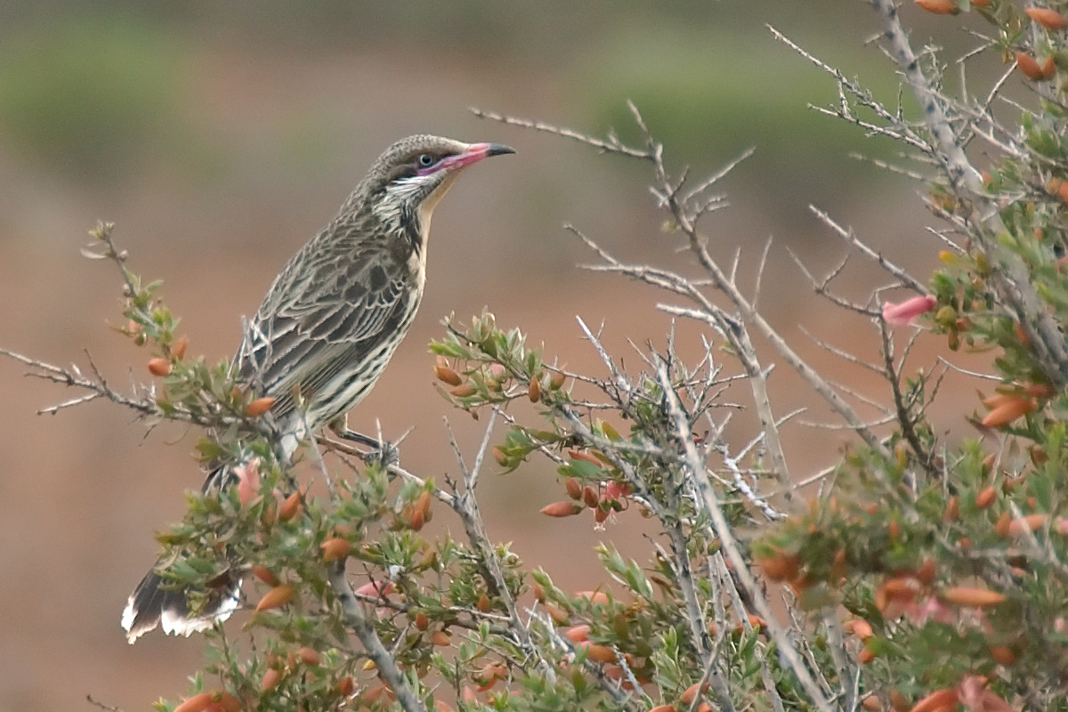 Spiny-cheeked Honeyeater wallpaper