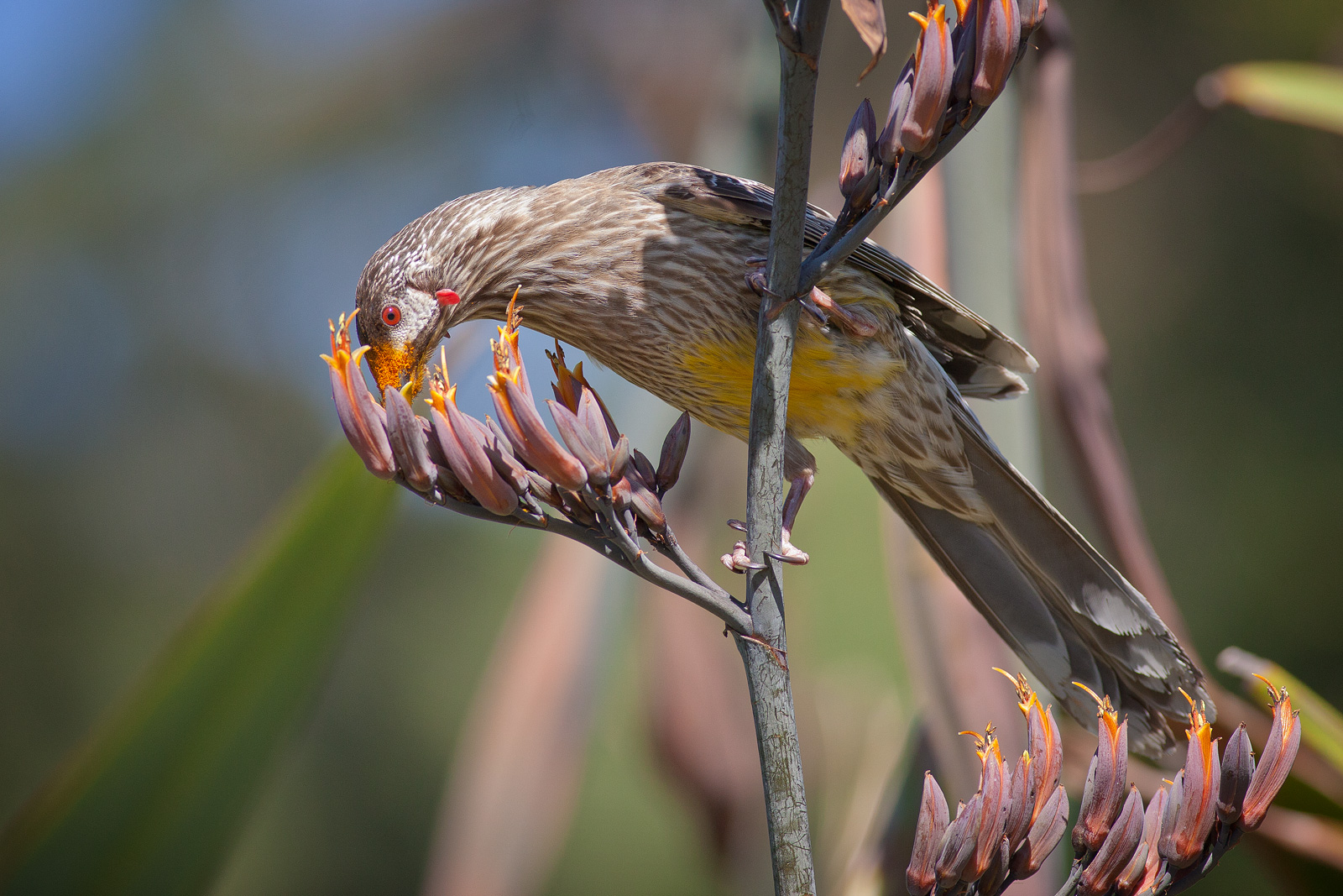 Red Wattlebird wallpaper