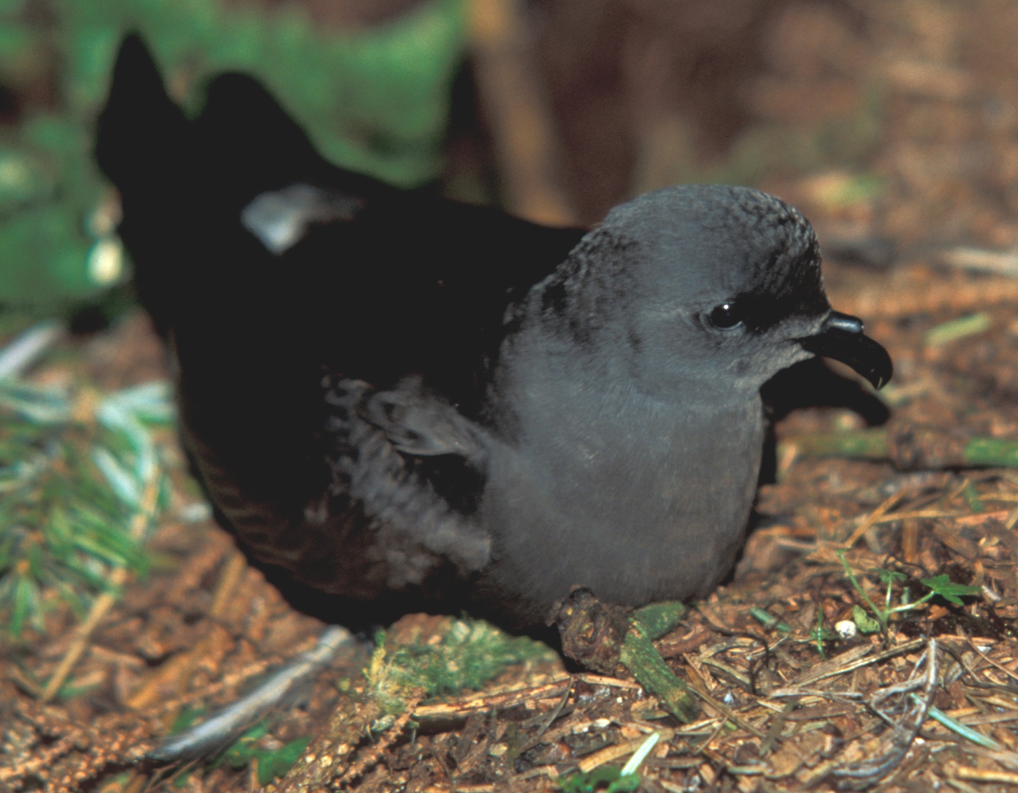 Leach's Storm Petrel wallpaper