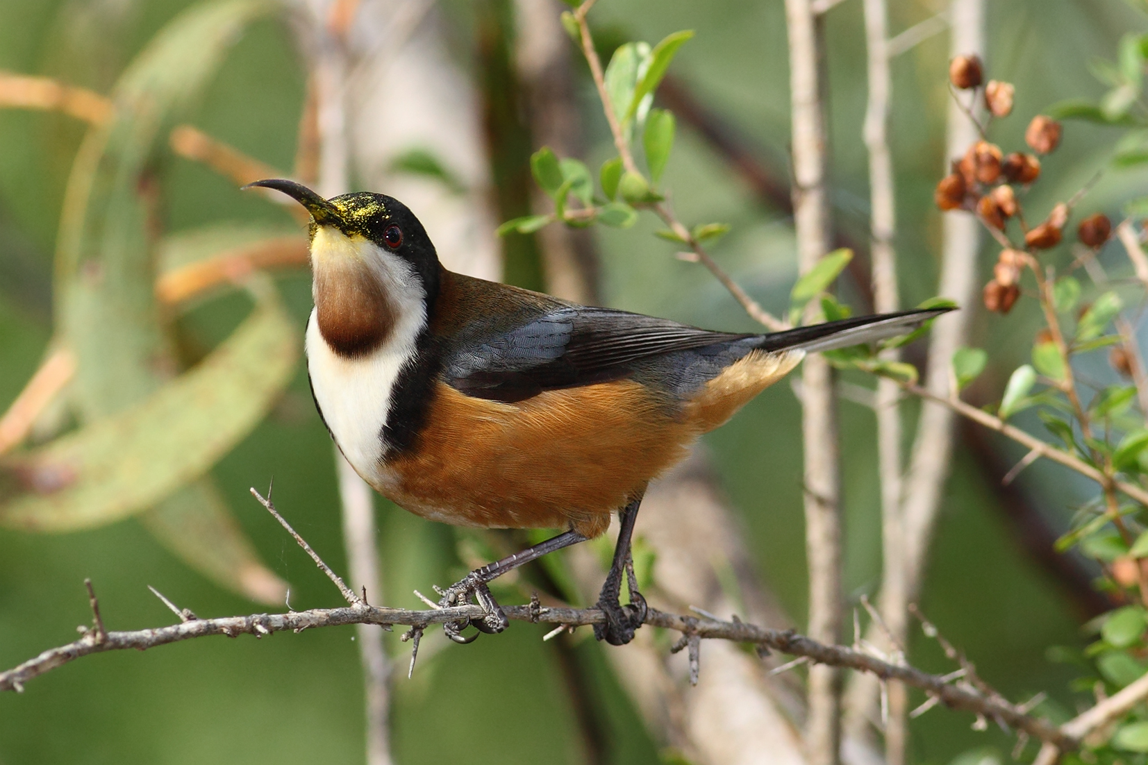 Eastern Spinebill wallpaper