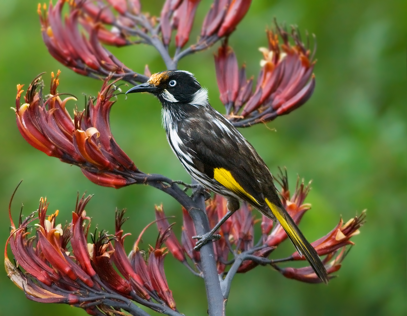 New Holland Honeyeater wallpaper