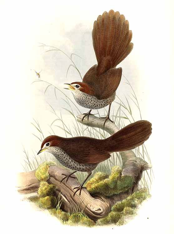 Rufous Bristlebird wallpaper