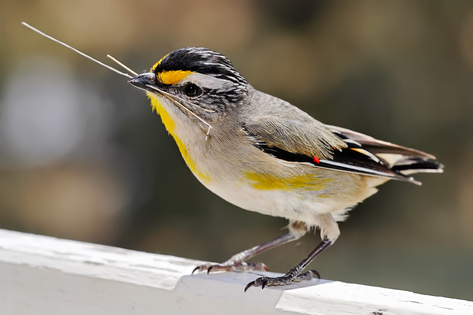 Striated Pardalote wallpaper