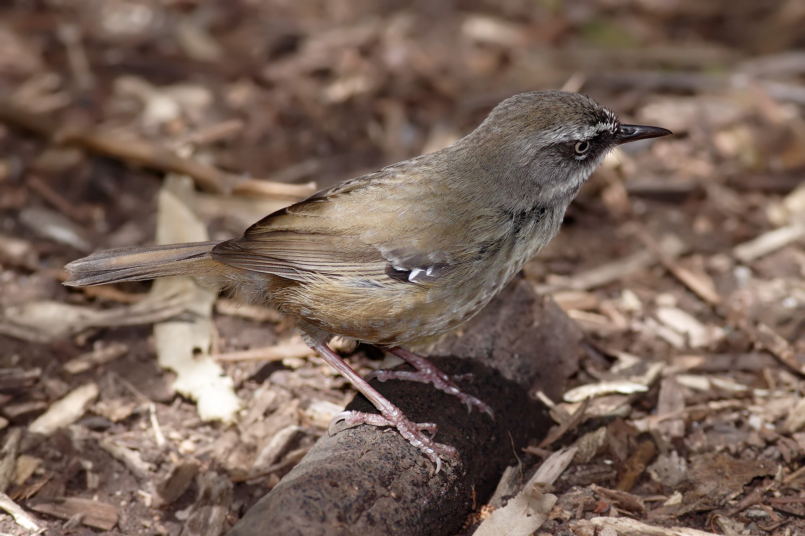 White-browed Scrubwren wallpaper