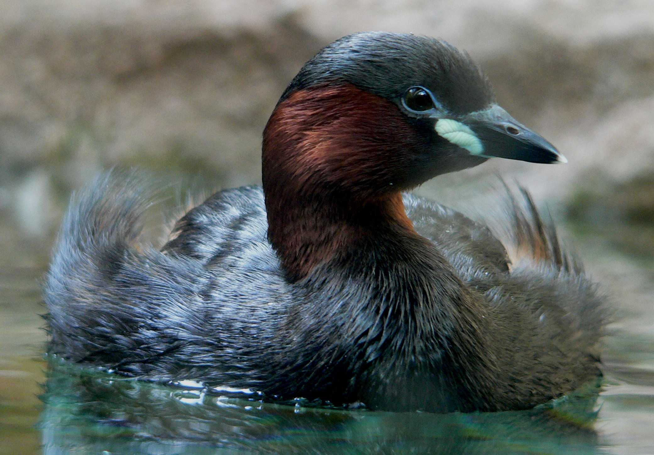 Little Grebe wallpaper