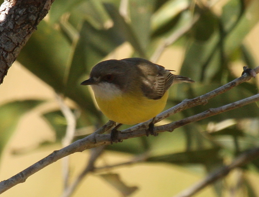 White-throated Gerygone wallpaper