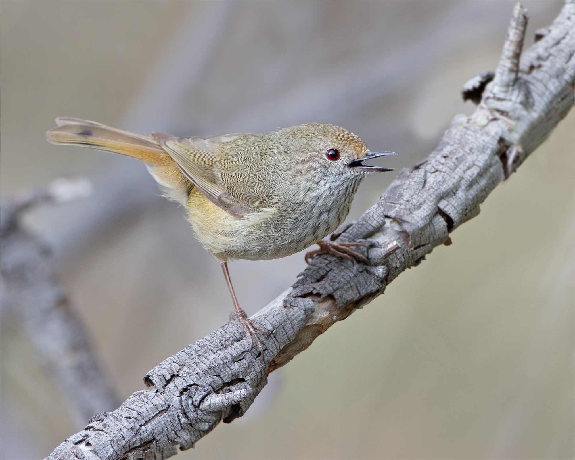 Brown Thornbill wallpaper