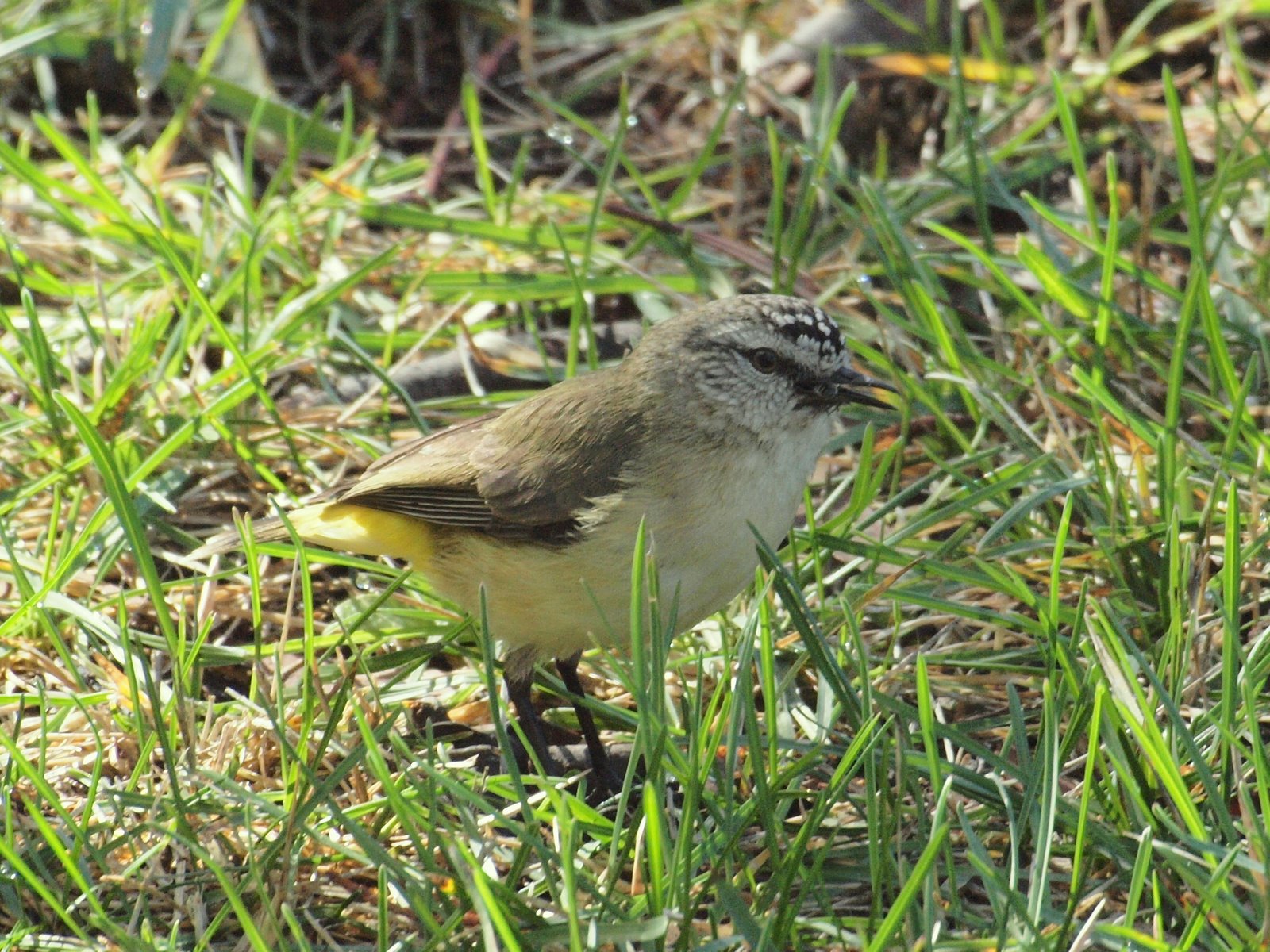 Yellow-rumped Thornbill wallpaper