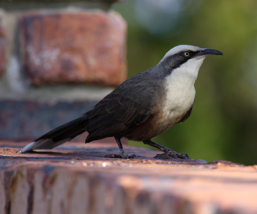 Grey-crowned Babbler wallpaper