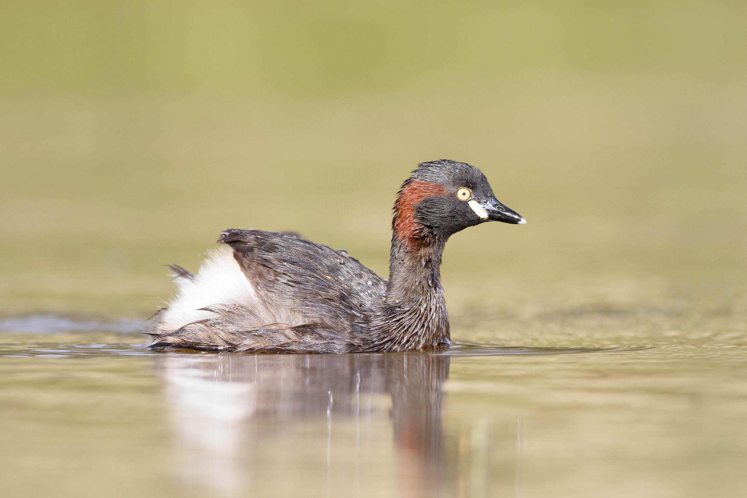 Australasian Grebe wallpaper