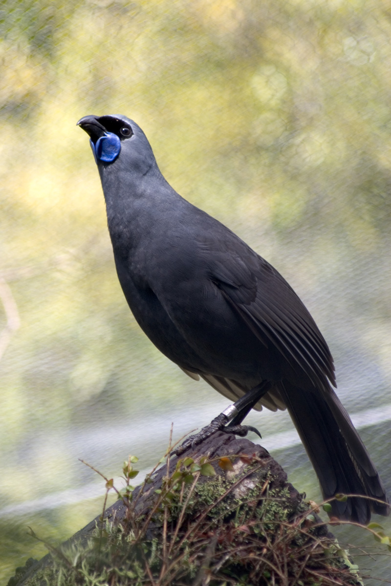 Kōkako wallpaper