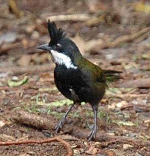 Eastern Whipbird wallpaper