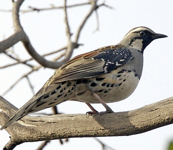 Spotted Quail-thrush wallpaper