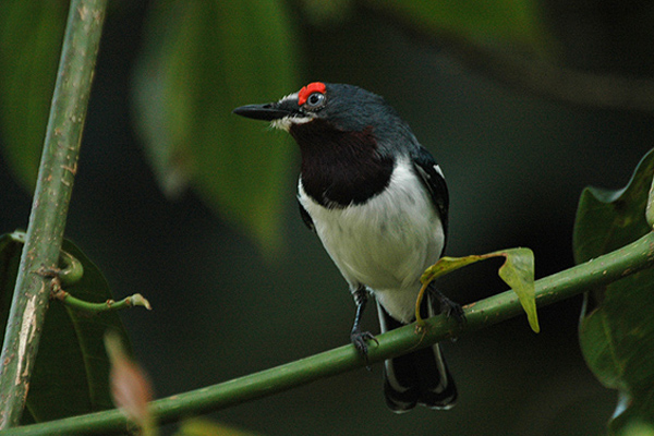 Brown-throated Wattle-eye wallpaper