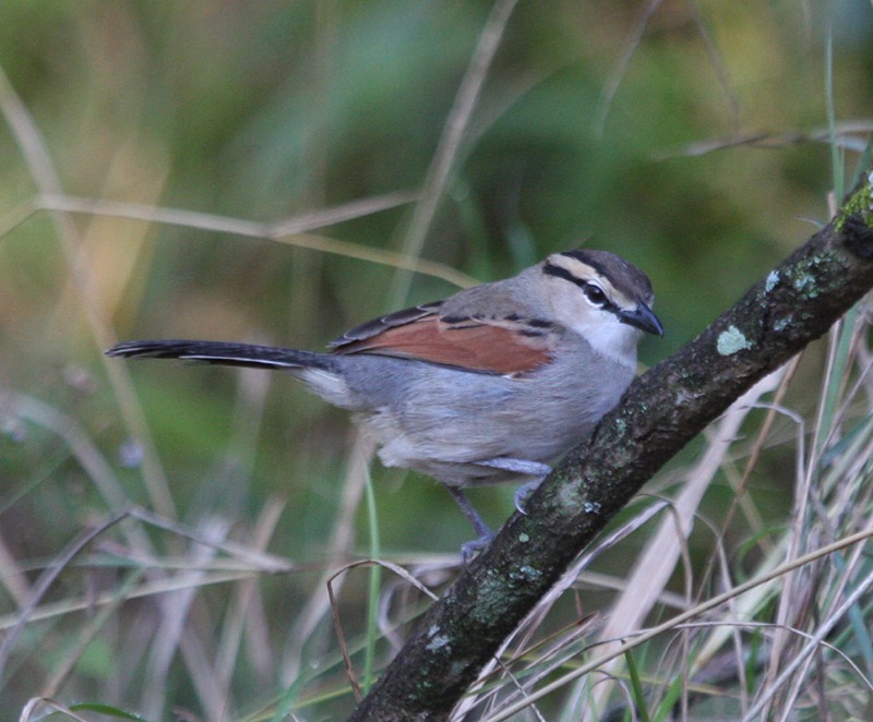 Black-crowned Tchagra wallpaper