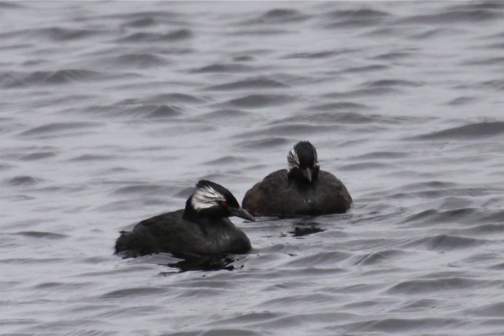 White-tufted Grebe wallpaper