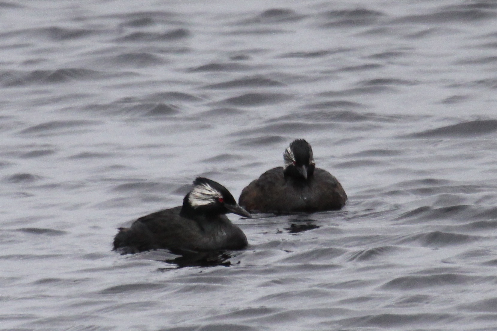 White-tufted Grebe wallpaper