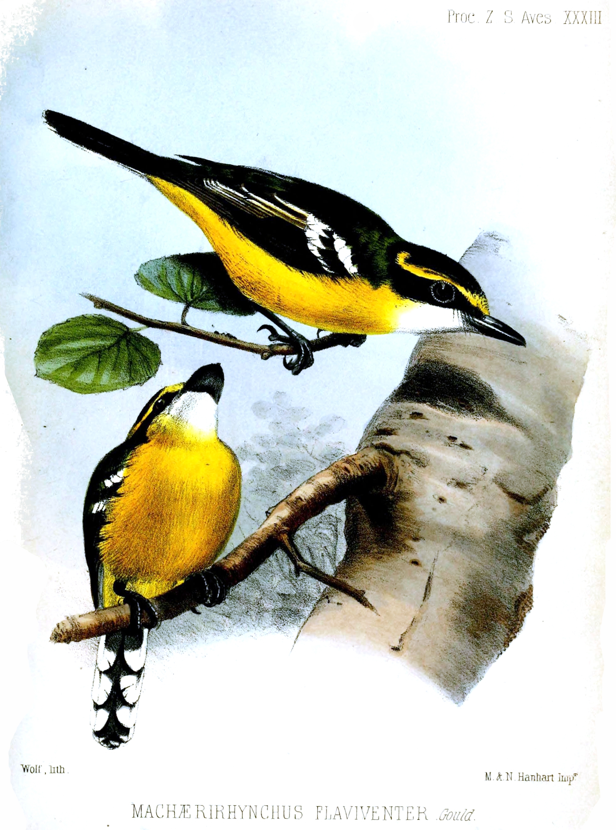 Yellow-breasted Boatbill wallpaper