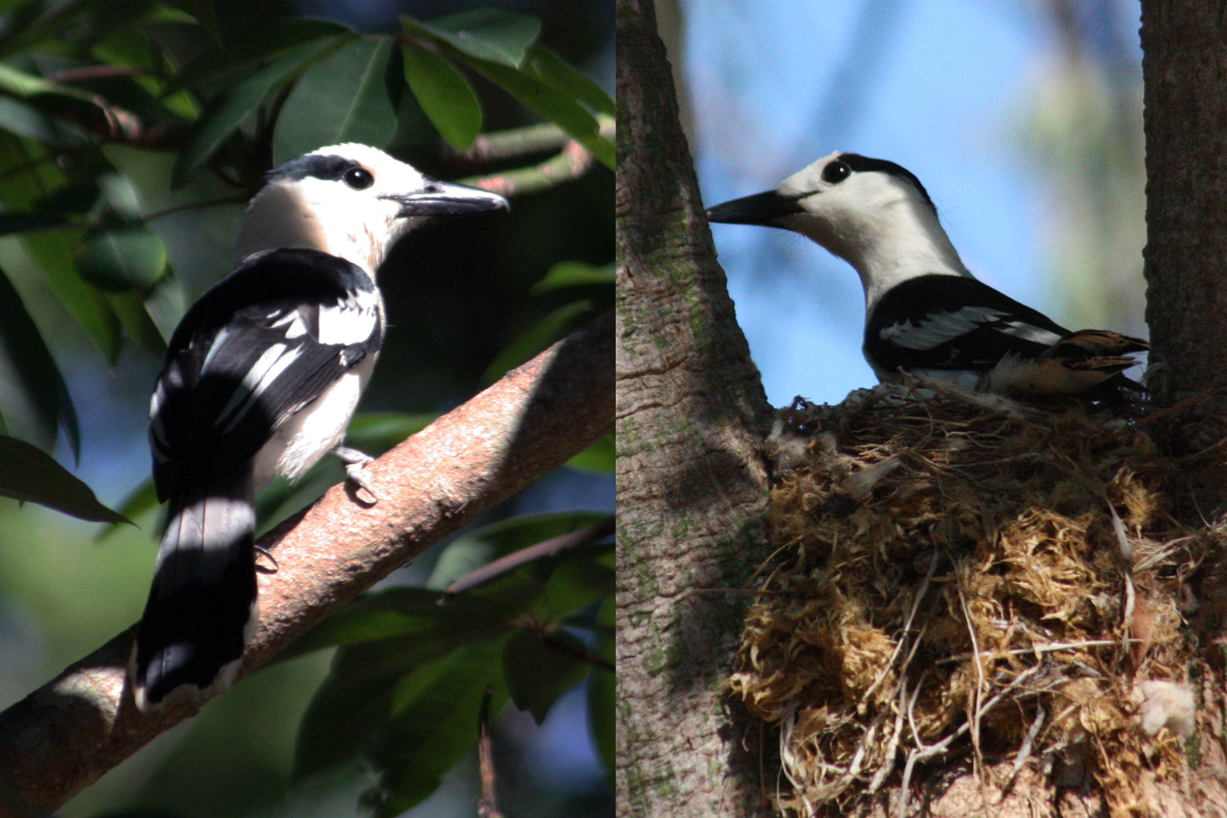 Hook-billed Vanga wallpaper