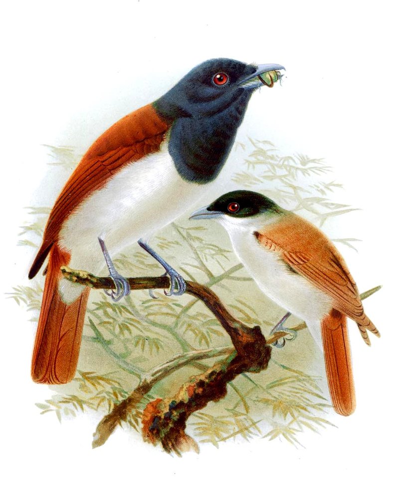 Rufous Vanga wallpaper