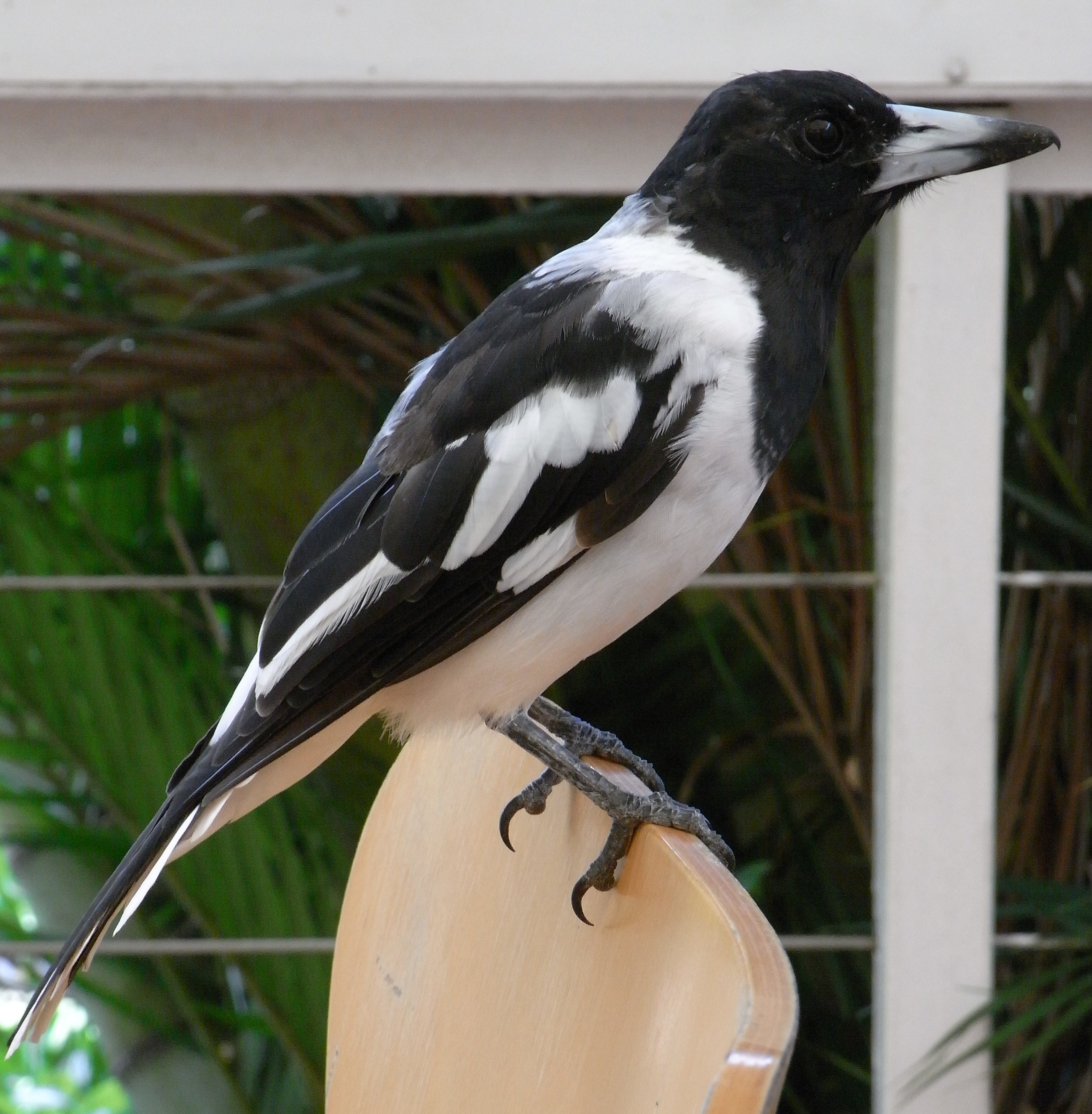 Pied Butcherbird wallpaper