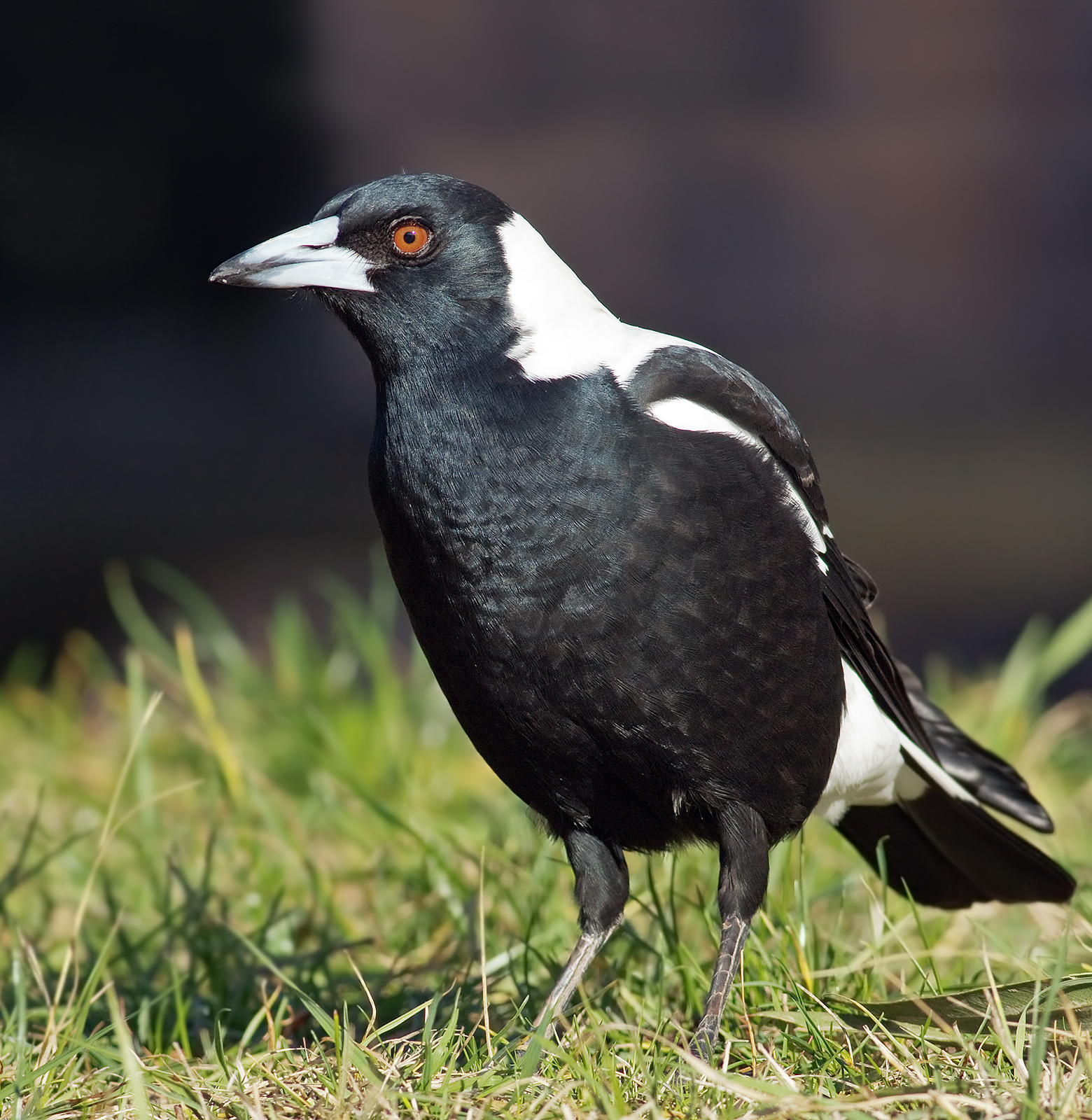 Australian Magpie wallpaper