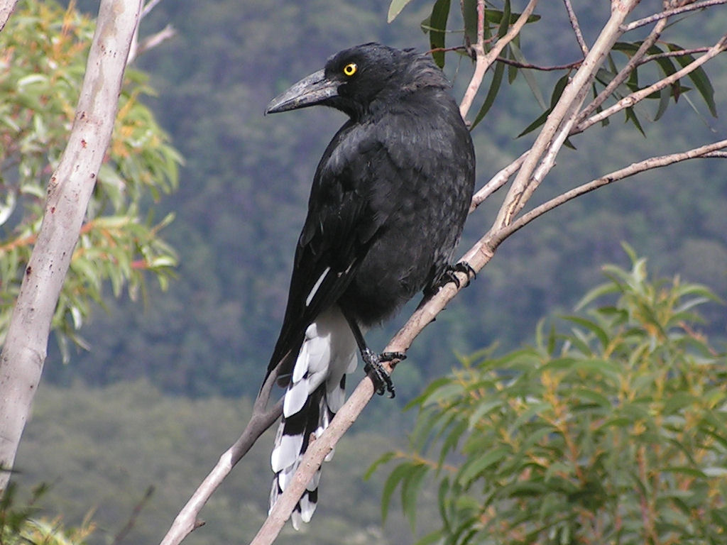 Pied Currawong wallpaper