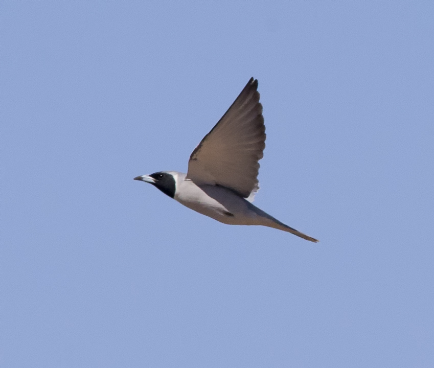 Masked Woodswallow wallpaper