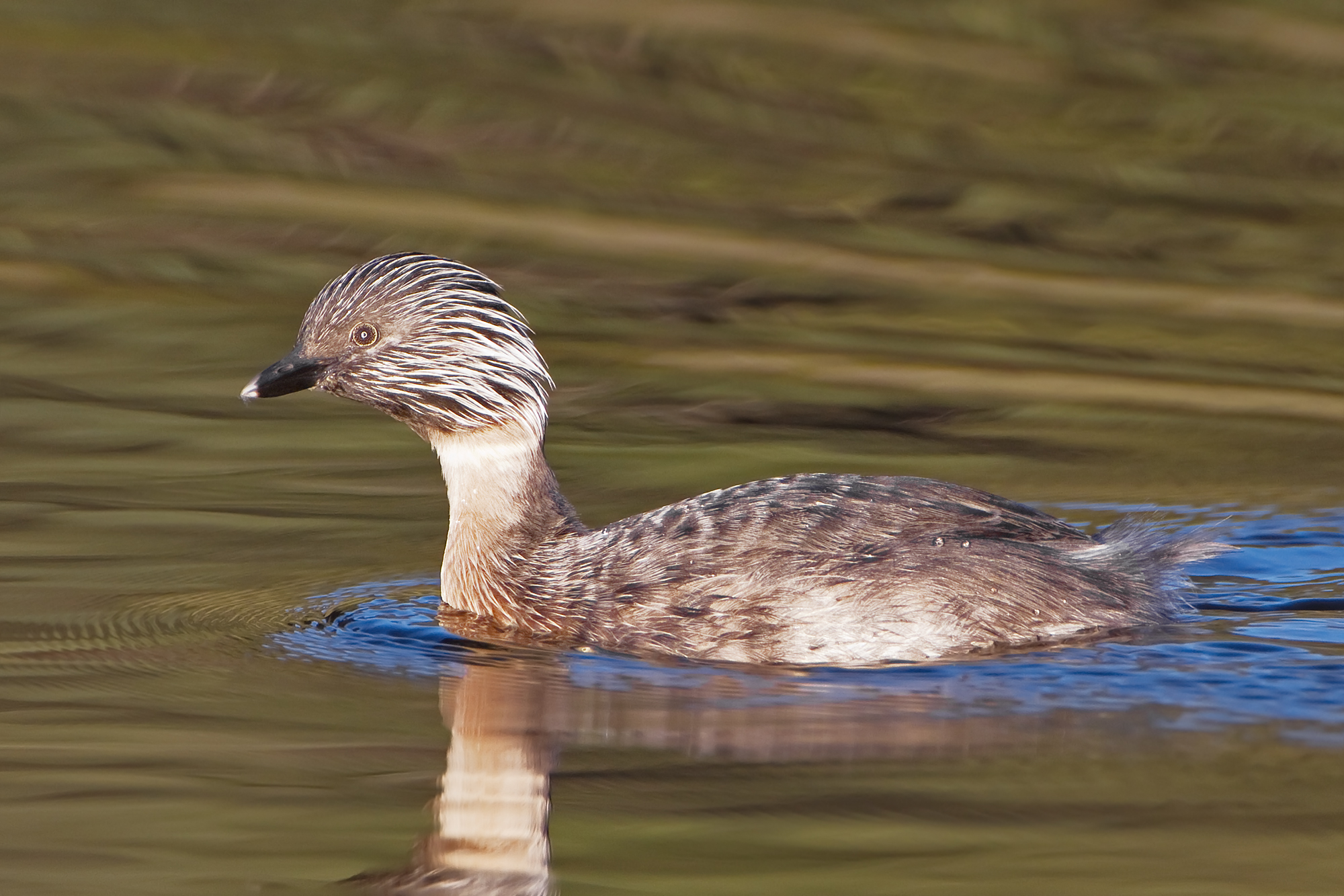 Hoary-headed Grebe wallpaper